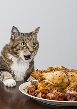 Alimentacin para perros y gatos