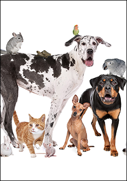 Cuidado de los animales de compana
