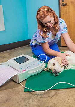 Electrocardiografa en caninos y felinos