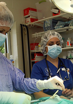 Enfermero quirrgico veterinario
