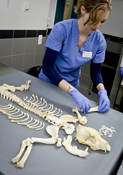 Veterinaria Forense