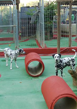Inicio y gestin de guarderas caninas