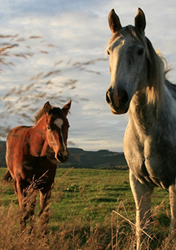 Manejo de equinos