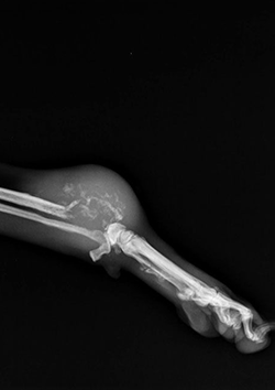 Oncologa veterinaria