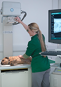 Especialización en radiología animal