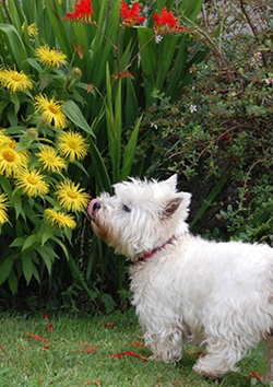 Plantas tóxicas para caninos y felinos