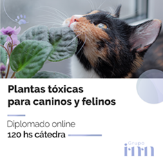 Diplomado online plantas toxicas para pequeos animales